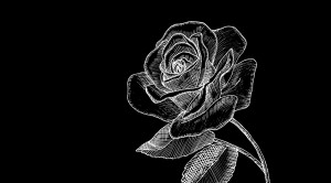 An image of APIVITA Rose Pepper Illustration, designed by DKD.