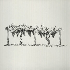 Boutari-Krifi-Plagia-wine-label-illustration-by-DKD-Studio-03